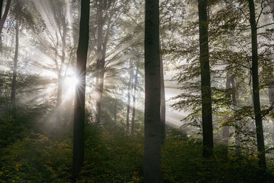 Sunlight streaming through trees in forest