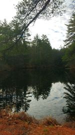 Reflection of trees in lake