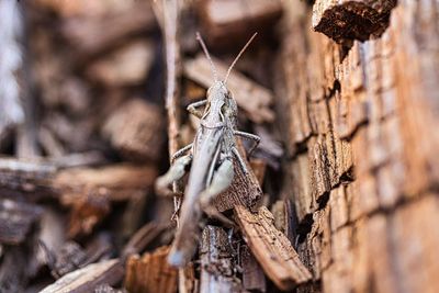 Close-up of insect on wood