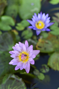 Close-up of purple water lily