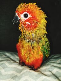 Close-up of a parrot