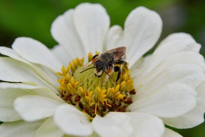 Close-up of bee pollinating on flower