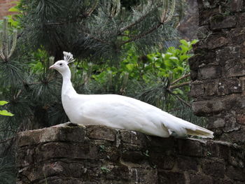 Close-up of white bird perching on wall