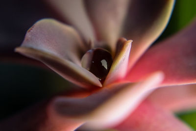 Macro shot of pink rose flower