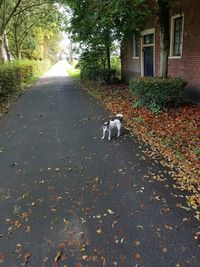 Dog on street during autumn