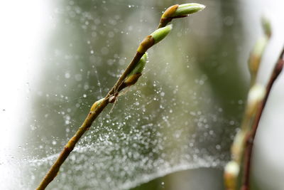Spring green willow bud in the morning wet web