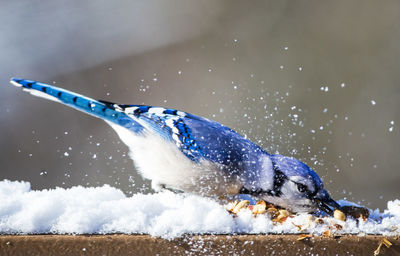 Close-up of a bird in snow