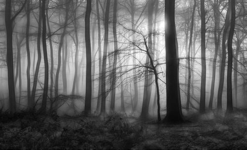 Trees in forest during autumn