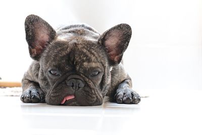 Close-up of a dog over white background