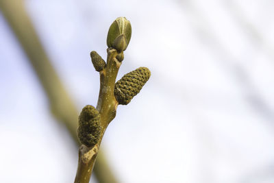 Close-up of flower bud growing outdoors