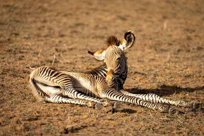 Baby grevy zebra lies on stony ground