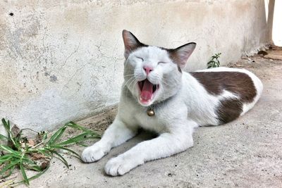 Close-up of cat with eyes closed yawing on footpath