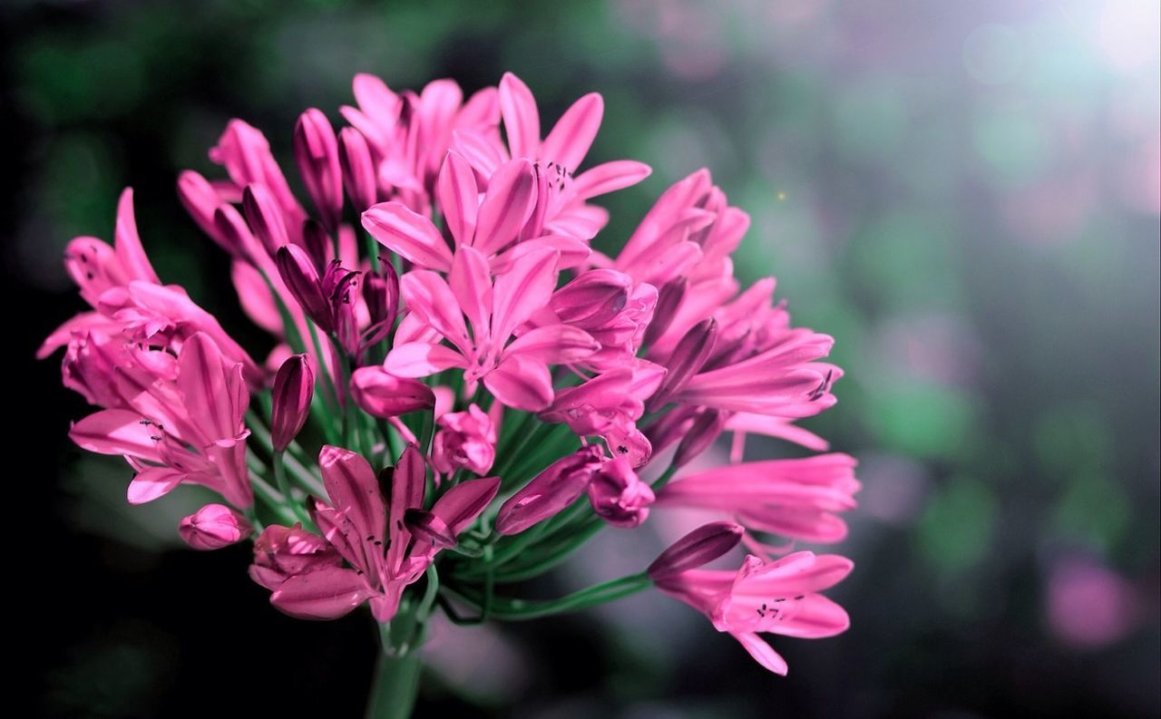 flower, petal, freshness, fragility, pink color, flower head, growth, close-up, focus on foreground, beauty in nature, blooming, nature, plant, pink, in bloom, blossom, stem, selective focus, park - man made space, bud