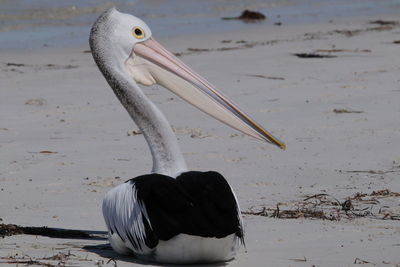 View of a bird on beach