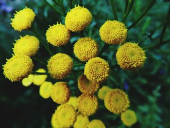 Close-up of yellow flower