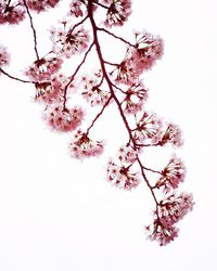 Low angle view of flower tree against clear sky