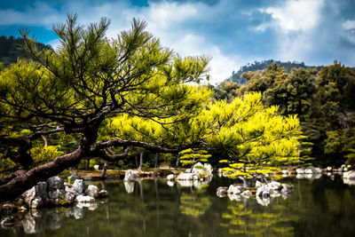 Golden pavilion kinkaku-ji pond - in kyoto japan