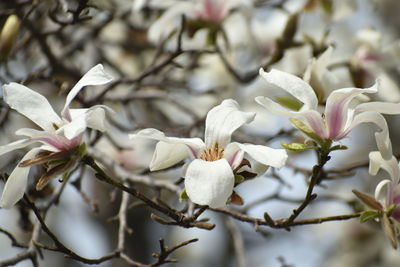 Close-up of white cherry blossom tree