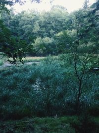 Scenic view of forest