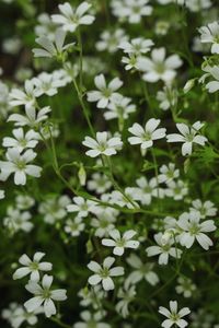 Close-up of white flowering plants