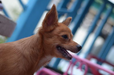 Close-up of dog looking away