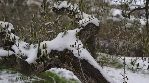 Close-up of snow covered land