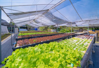 Plants growing in greenhouse