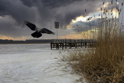 Birds flying over sea against sky