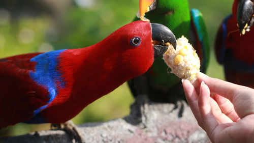 Cropped hand holding bird