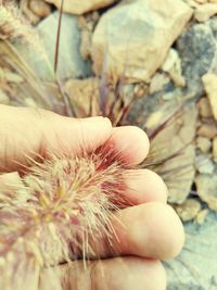 Close-up of cropped hand