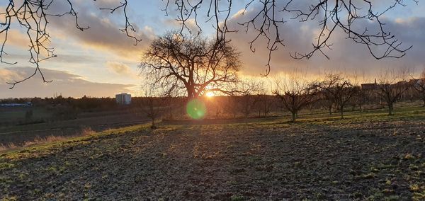 Bare trees on field against sky during sunset