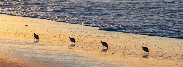 Flock of birds on beach