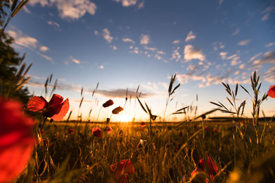 Plants growing on field against sky during sunset