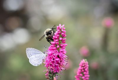 Close-up of bee and butterfly on pink flower
