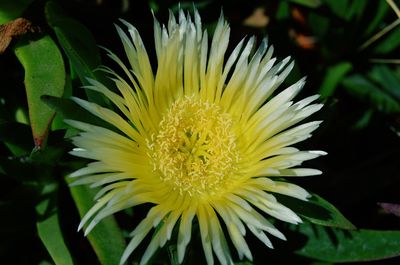 Close-up of yellow flower blooming outdoors