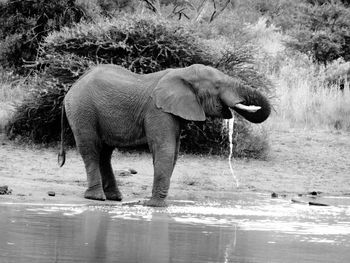 Side view of elephant drinking water in lake