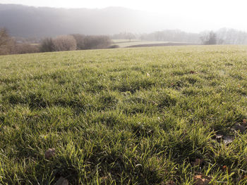 Scenic view of grassy field