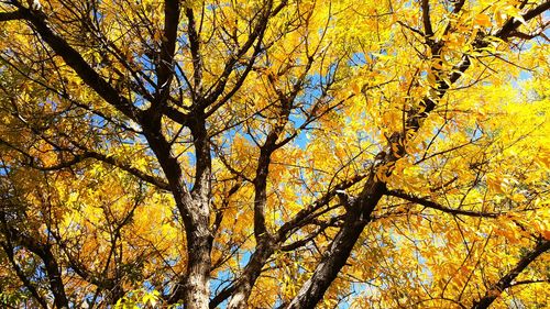 Low angle view of trees