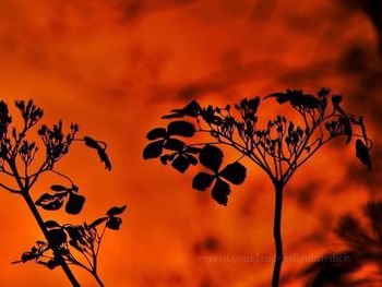 Low angle view of plant against sky at sunset