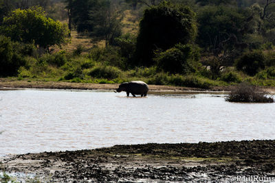 View of horse in water