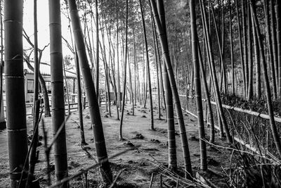 View of bamboo trees in forest