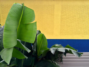 Banana trees against yellow wall
