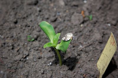 High angle view of green leaf on land