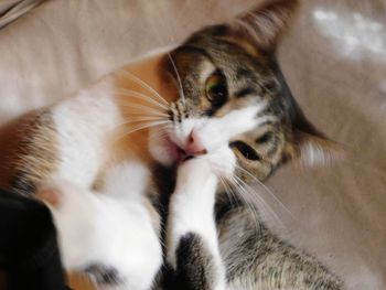 Close-up portrait of a cat