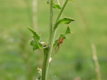 Close-up of plant