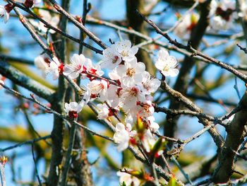 Apple blossoms in spring