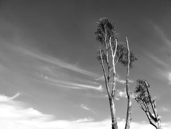 Low angle view of stalks against sky