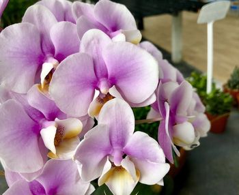 Close-up of pink orchids