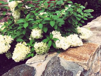 High angle view of flowers