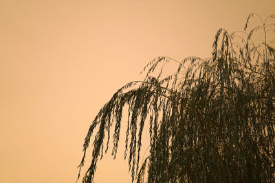 Plants against clear sky during sunset